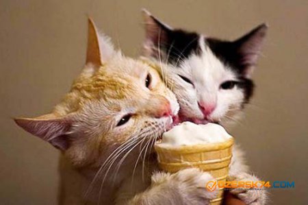 Специальное мороженое для собак и кошек выпустят в России