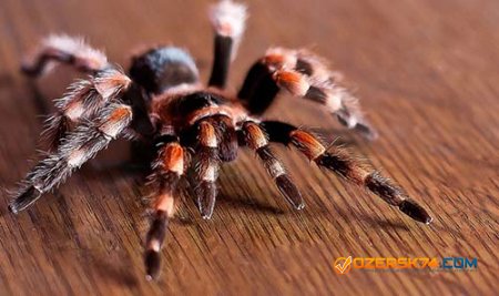 В Озерске посреди детской площадки обнаружили 10-см тарантула