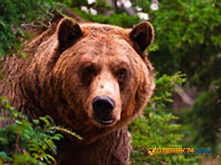 Медведь вышел на туристическую тропу в нацпарке Зюраткуль