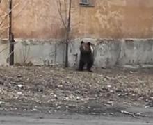 Одинокий медведь прогулялся по Челябинску