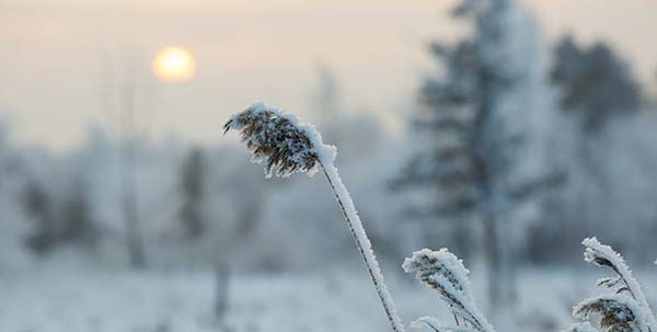 Февраль в Челябинской области будет переменчивым – и оттепель, и мороз
