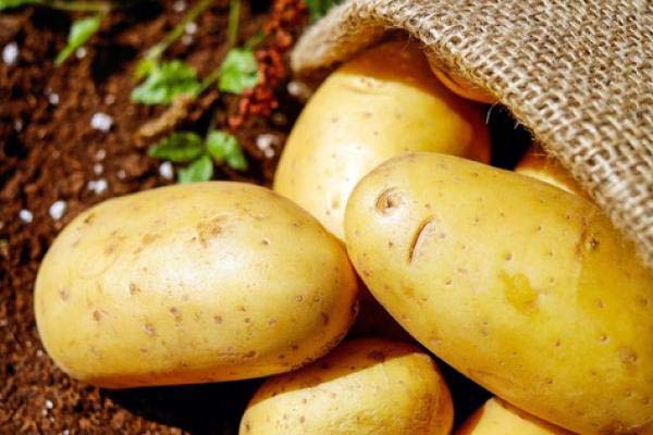 Россиян начнут штрафовать за выращивание картошки