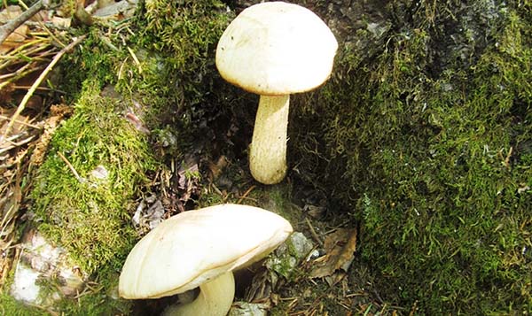 Национальный парк «Таганай» официально открыл сезон сбора грибов