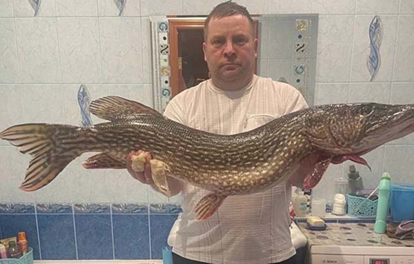 Челябинский рыбак поймал гигантскую щуку