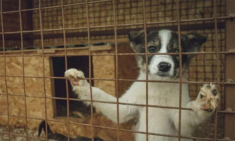 Кремль раскритиковал закон, разрешающий убийство бездомных собак
