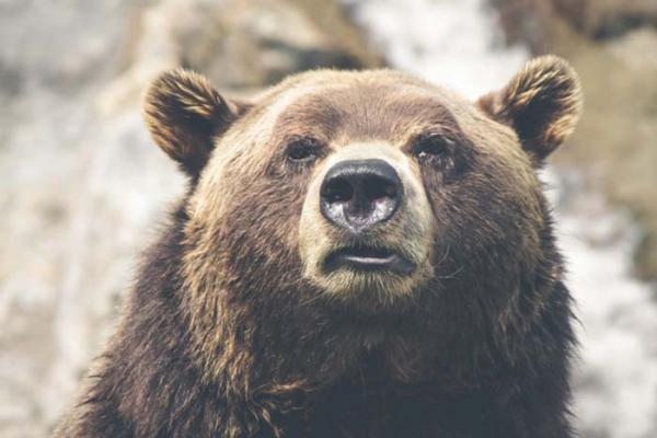В Снежинске разыскивают медведя, который держит в страхе весь город