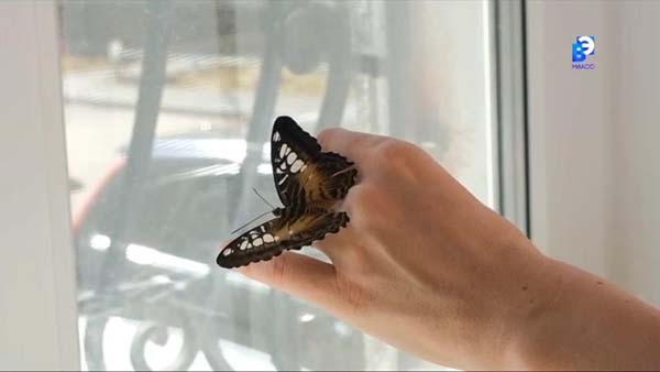 Жительница Миасса развела бабочек в своей квартире