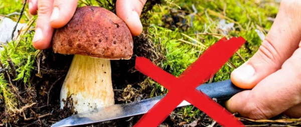 Сбор трех видов грибов запретили в Челябинской области