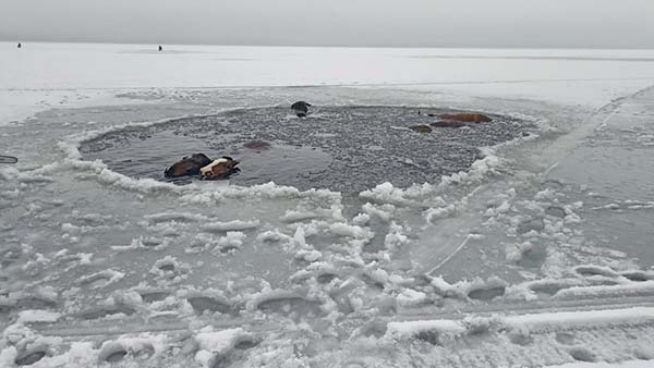 В Метлино пожарные спасли лошадей из замерзшего озера (ВИДЕО)